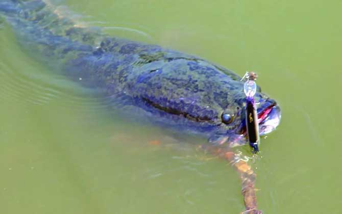 家里为什么不能养黑鱼