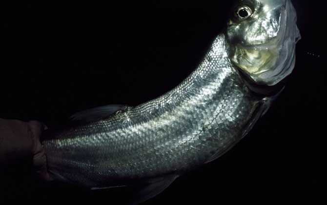 如何判断河里有翘嘴