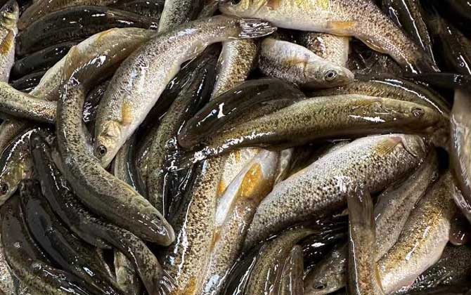 柳根鱼价格多少钱一斤