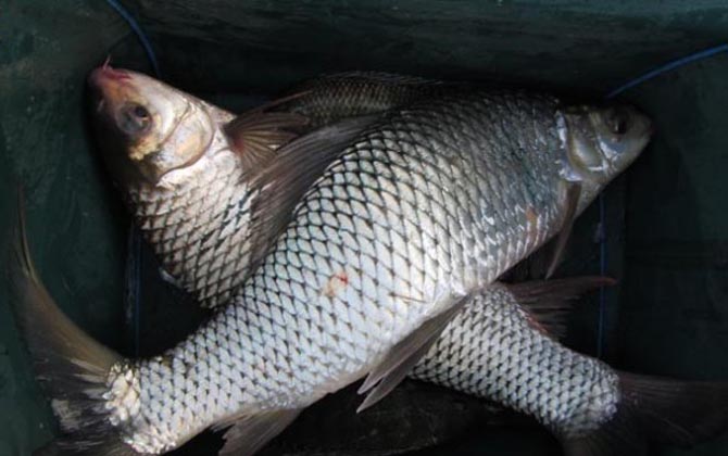 鲮鱼是海鱼还是淡水鱼