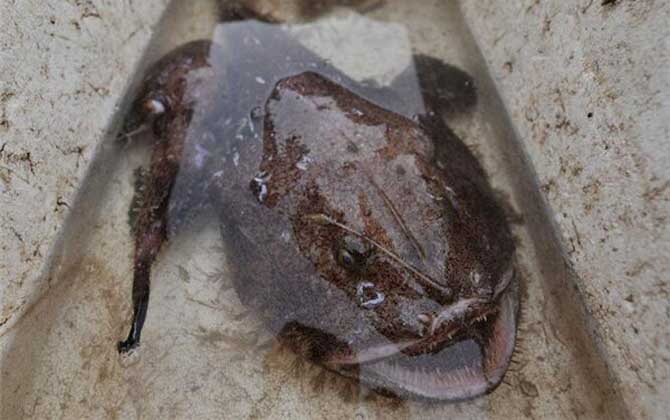 先生鱼是什么鱼