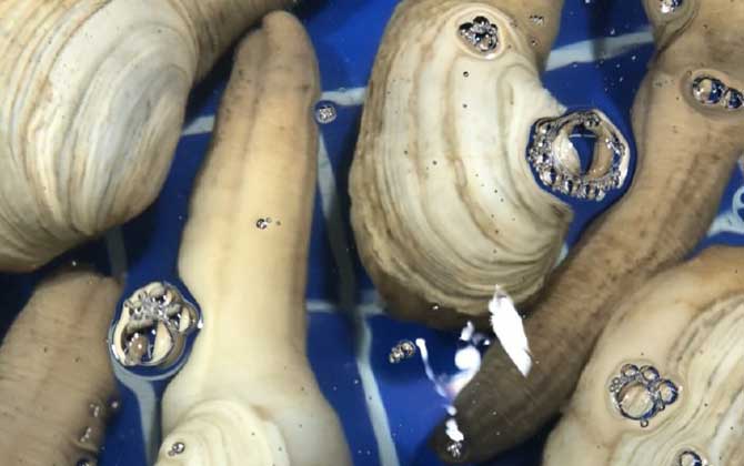 象拔蚌学名叫什么