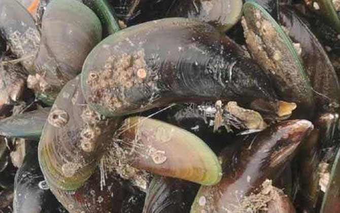 海虹和贻贝有什么区别