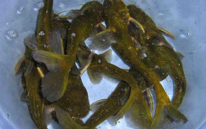 黄骨鱼和黄辣丁是一种鱼吗