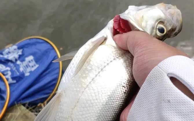 翘嘴为什么出水就死了