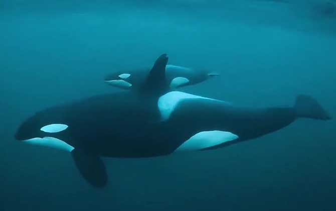 虎鲸和蓝鲸谁厉害