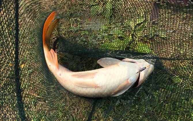 鱼除了吃鱼饲料还吃什么