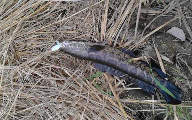 黑鱼多少度温度才开口