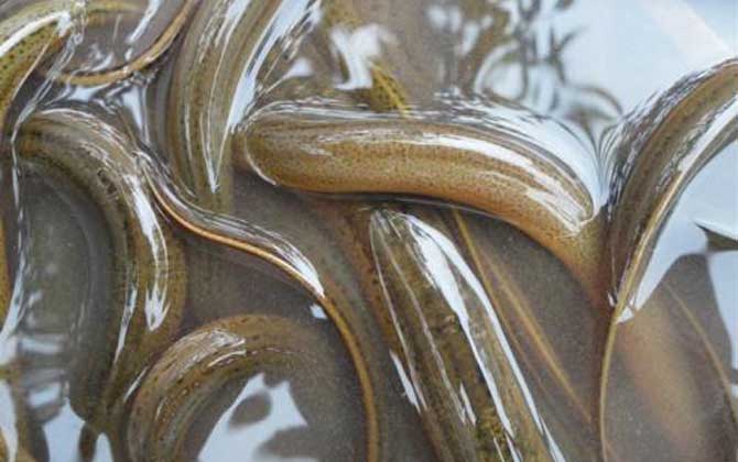 鳝鱼和鳗鱼有什么区别