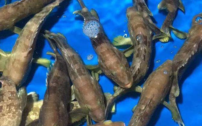 石斑鱼长什么样子