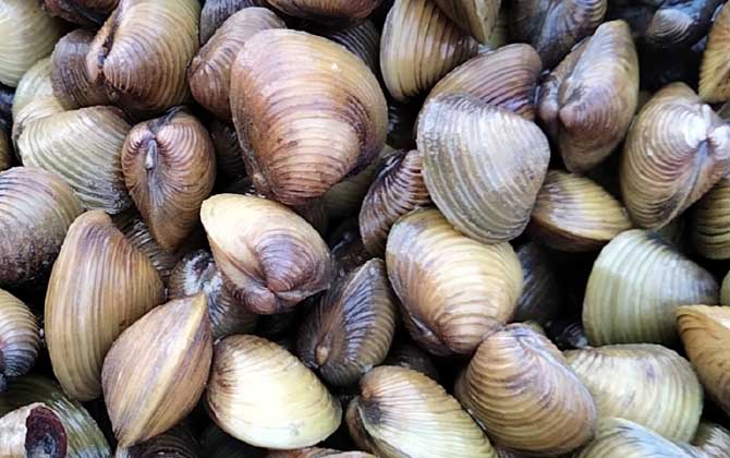 河蚬有寄生虫吗