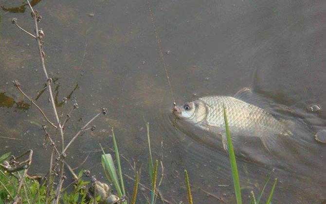 鲫鱼价格多少钱一斤