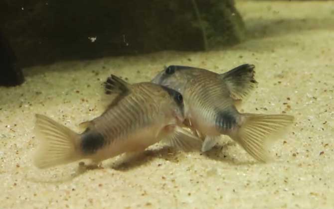 鼠鱼会咬其他鱼吗