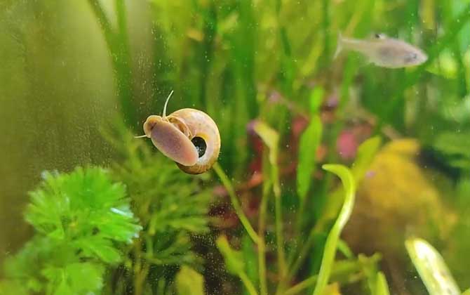 苹果螺的天敌是什么