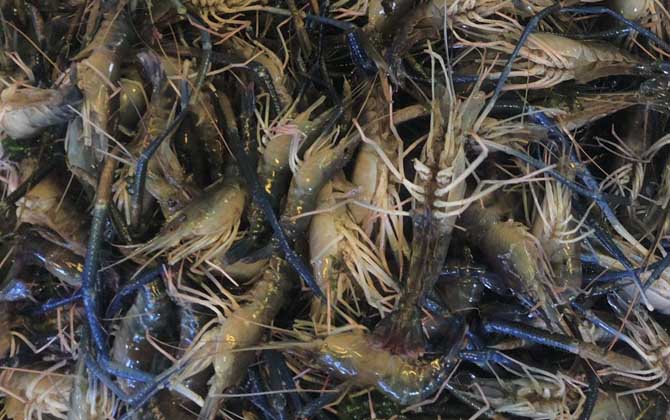 金钱虾是什么虾