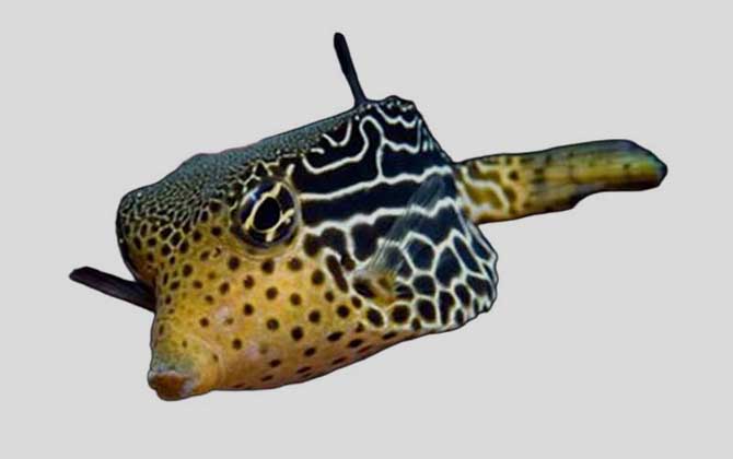 吻鼻箱鲀是什么鱼