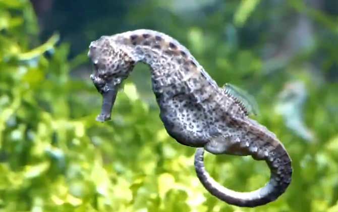 海马是保护动物吗