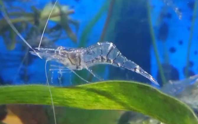 长臂虾是什么虾