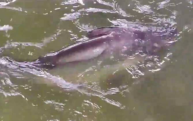 巴沙鱼是深海鱼吗