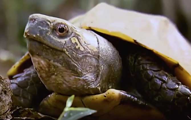 锯缘龟是什么龟