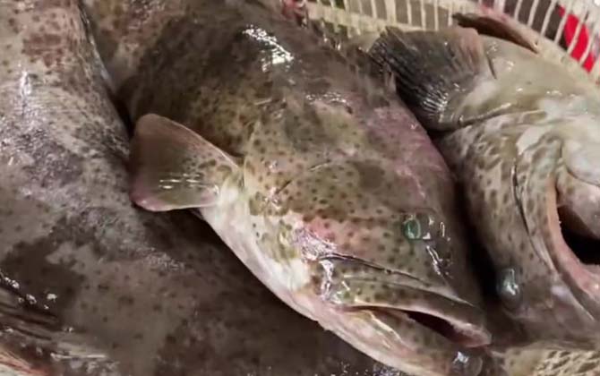 点带石斑鱼是什么鱼