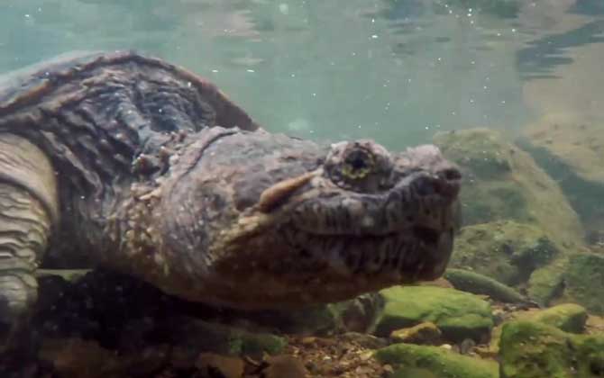 地图龟认识主人吗