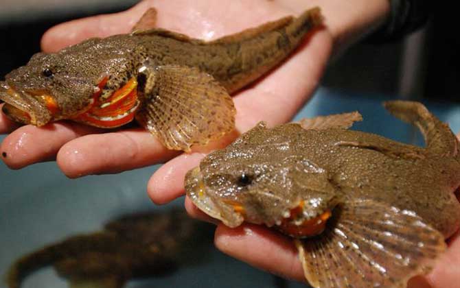 “牢底坐穿鱼”是什么意思