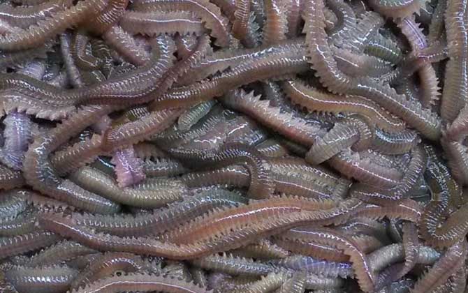 海蚕和沙蚕的区别