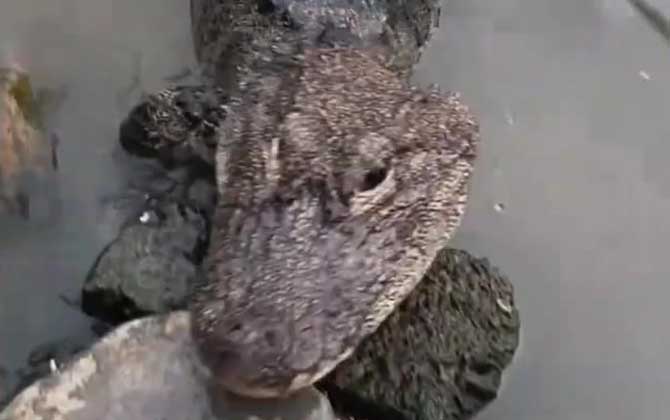 扬子鳄生活在哪里