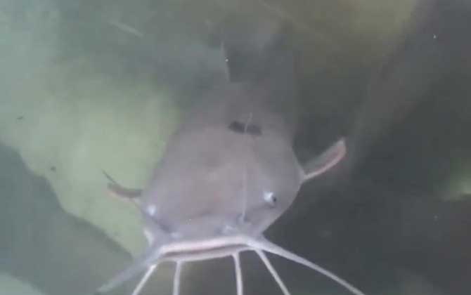 埃及鱼和塘鲺鱼一样吗