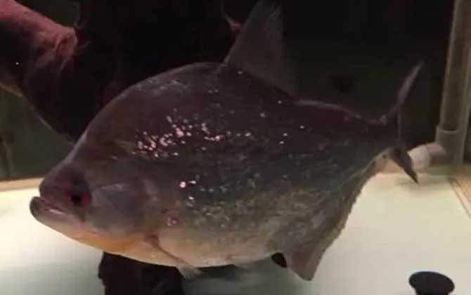 食人鲳和食人鱼谁厉害