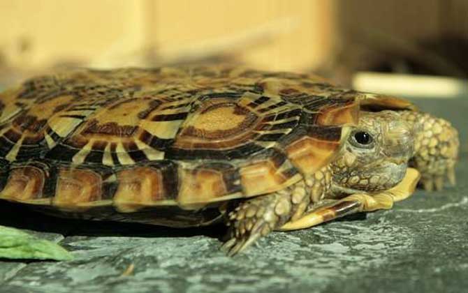 饼干龟是什么龟