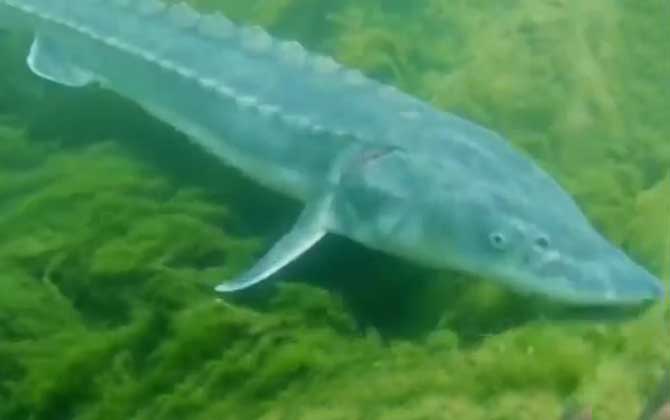 中华鲟哪个部位有毒