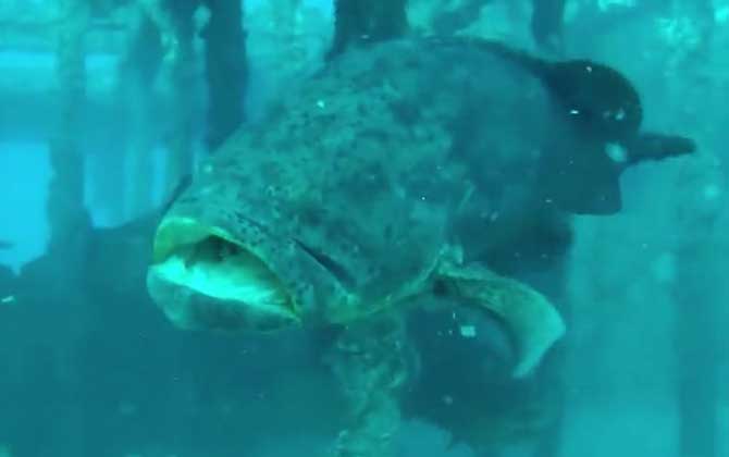 龙趸鱼和石斑鱼的区别