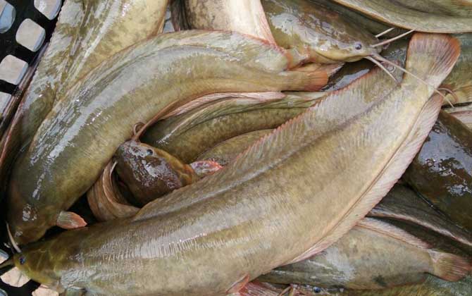 鲶鱼几点开口吃食