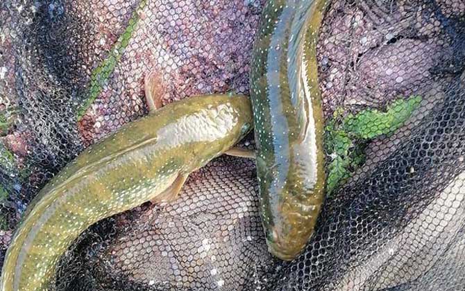 七星鱼又叫什么鱼