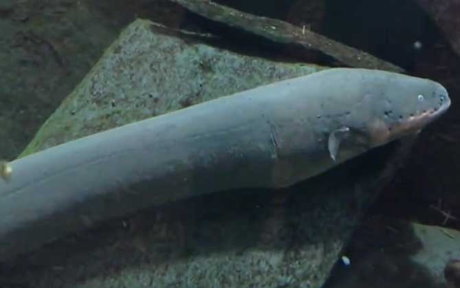 电鳗能吃吗