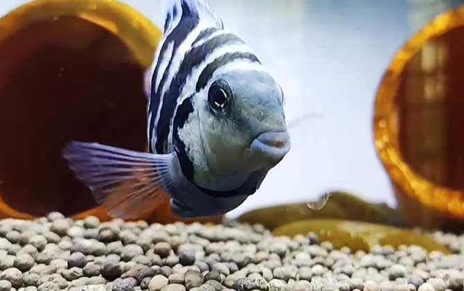 鹦鹉鱼趴缸底不动是什么原因